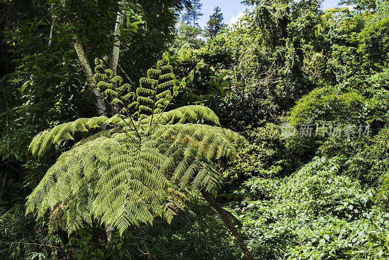 古巴维拉克拉拉省，Topes de Collantes自然保护区公园，植被茂密
